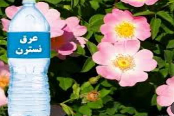 تصویر 1 از قیمت خرید عرق نسترن کوهی + فروش ویژه